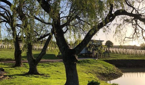 3 Willows Vineyard - Red Hills, Tas.