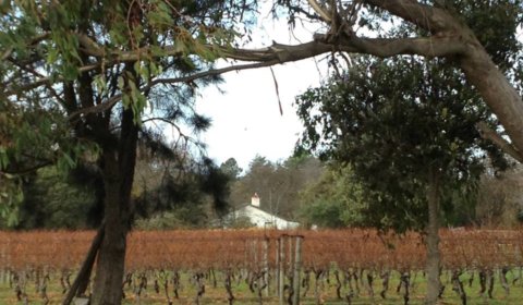 Iron Pot Bay Vineyard - Rowella, Tasmania