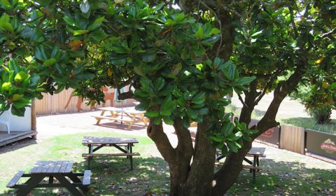 Mole Creek Hotel - Tasmania