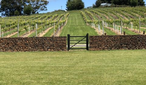 3 Willows Vineyard