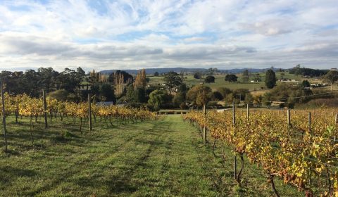 3 Willows Vineyard