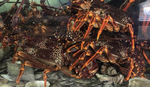 Crayfish @ George Town Seafoods - George Town, Tasmania