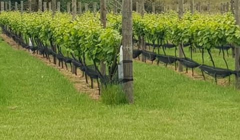 Cabbage Tree Hill Wines - Beaconsfield, Tasmania