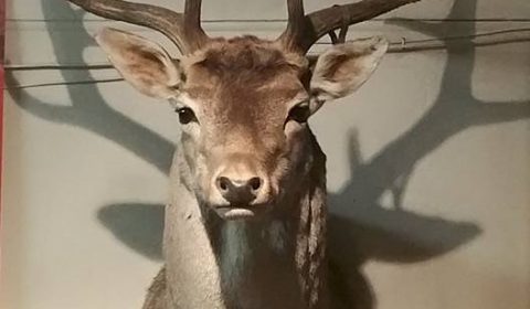 Deer head at Prince of Wales Hotel - Evandale, Tasmania