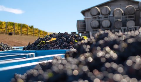Evenfall Wines