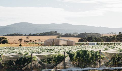 Westella Vineyard