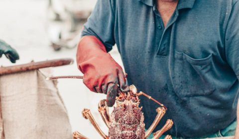 Hammond Seafoods Crayfish