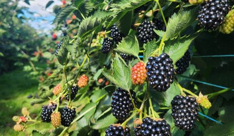 Hillwood Berry Farmgate & Café