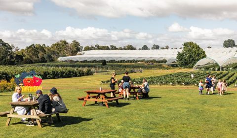 Hillwood Berry Farmgate & Café