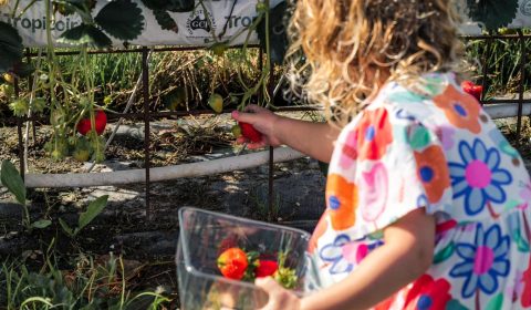 Hillwood Berry Farmgate & Café