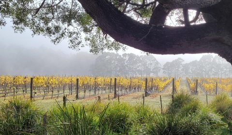 Winter Brook Vineyard - Loira, Tasmania